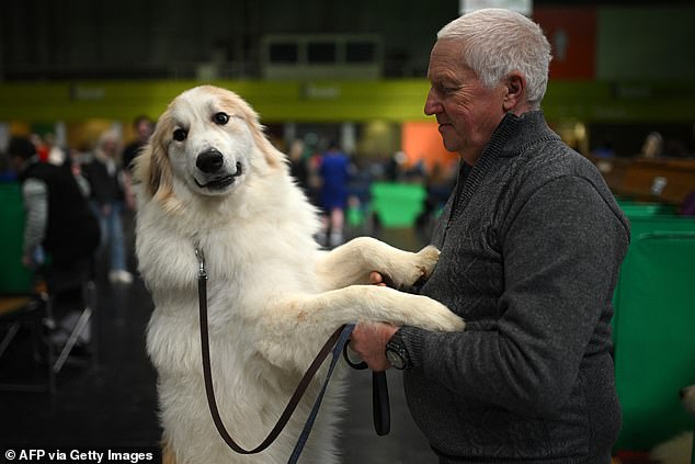 Crufts Dog Show Kicks Off in Birmingham: Thousands of Canines Compete for Prestigious Best in Show Title
