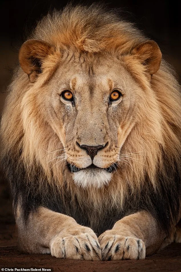 Chris Packham's 'More Beautiful Than You' Exhibition Blends Science and Art to Showcase Nature's Wonders