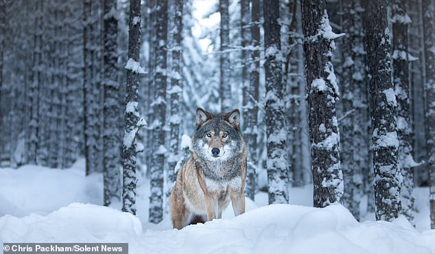 Chris Packham's 'More Beautiful Than You' Exhibition Blends Science and Art to Showcase Nature's Wonders