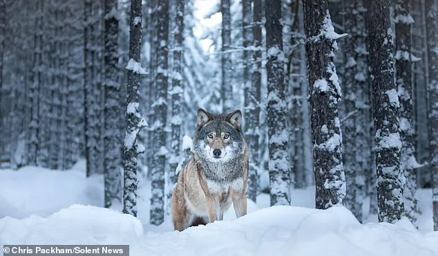 Chris Packham's 'More Beautiful Than You' Exhibition Blends Science and Art to Showcase Nature's Wonders