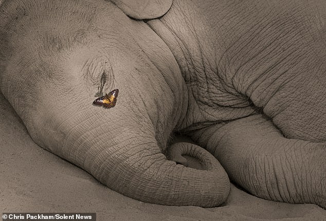 Chris Packham's 'More Beautiful Than You' Exhibition Blends Science and Art to Showcase Nature's Wonders