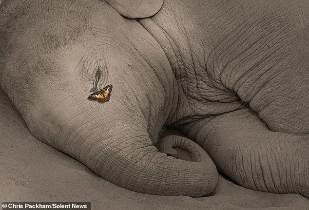 Chris Packham's 'More Beautiful Than You' Exhibition Blends Science and Art to Showcase Nature's Wonders