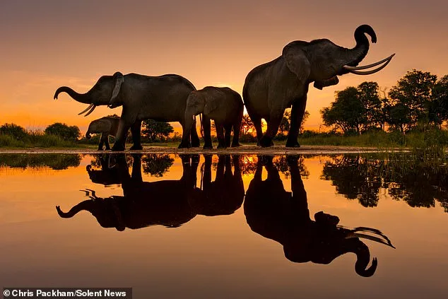 Chris Packham's 'More Beautiful Than You' Exhibition Blends Science and Art to Showcase Nature's Wonders