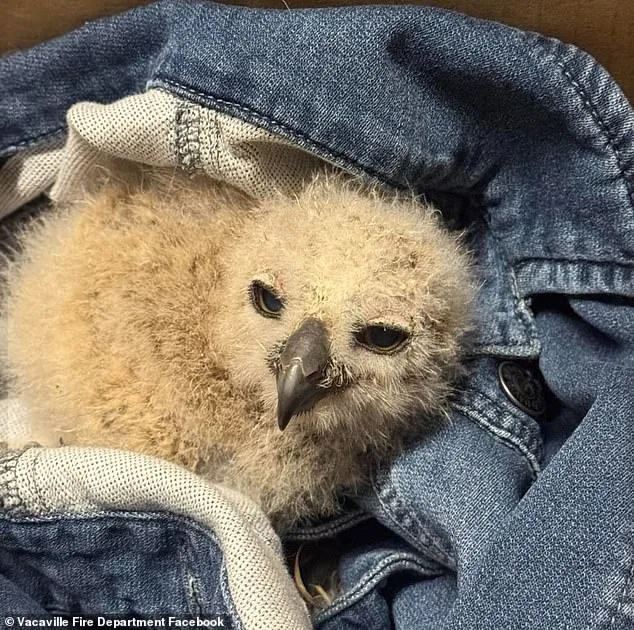 Great Horned Owl Chick Rescued in Vacaville by Firefighters and Wildlife Officials