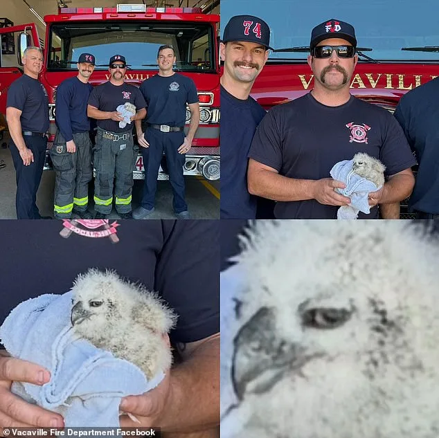 Great Horned Owl Chick Rescued in Vacaville by Firefighters and Wildlife Officials