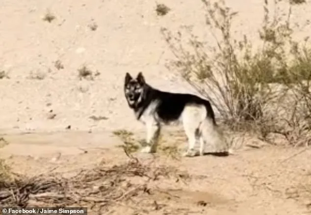 America's Saddest Husky: The Heartbreaking Tale of a Dog Left Behind in Arizona's Desert as Deportation Policies Tear Families Apart