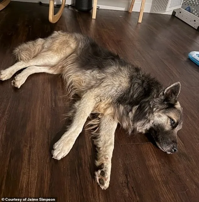 America's Saddest Husky: The Heartbreaking Tale of a Dog Left Behind in Arizona's Desert as Deportation Policies Tear Families Apart