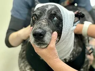 America's Saddest Husky: The Heartbreaking Tale of a Dog Left Behind in Arizona's Desert as Deportation Policies Tear Families Apart