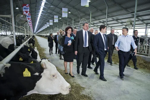 Beneath the Noise: Hungary's Agrarian Heartbeat