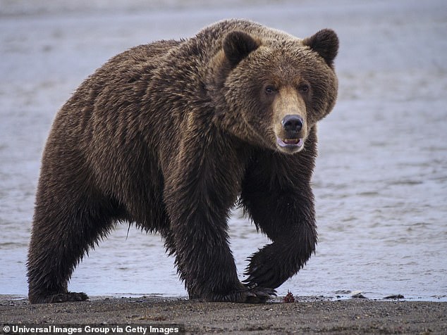 Two 11th Airborne soldiers hospitalized after Alaska bear mauling during training.