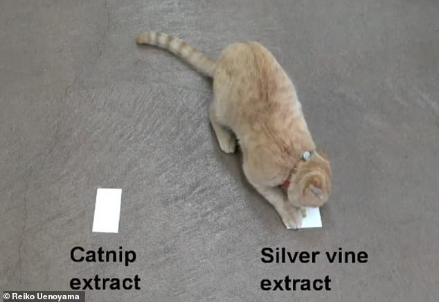 Study Reveals Silver Vine Is More Stimulating Than Catnip for Cats