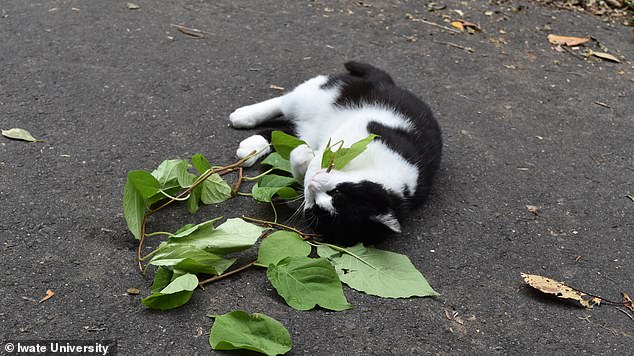 Study Reveals Silver Vine Is More Stimulating Than Catnip for Cats