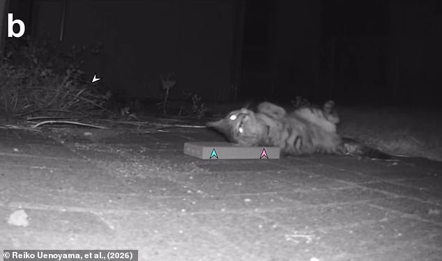 Study Reveals Silver Vine Is More Stimulating Than Catnip for Cats