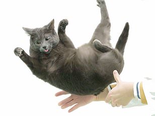 Study Reveals Silver Vine Is More Stimulating Than Catnip for Cats