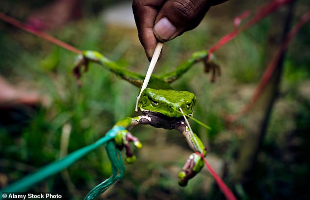 Celebrity-backed kambo ritual kills British man after deadly frog secretion