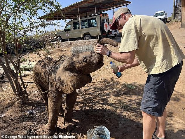 Lost Kenyan elephant calf reunited with family after wandering into tourist camp