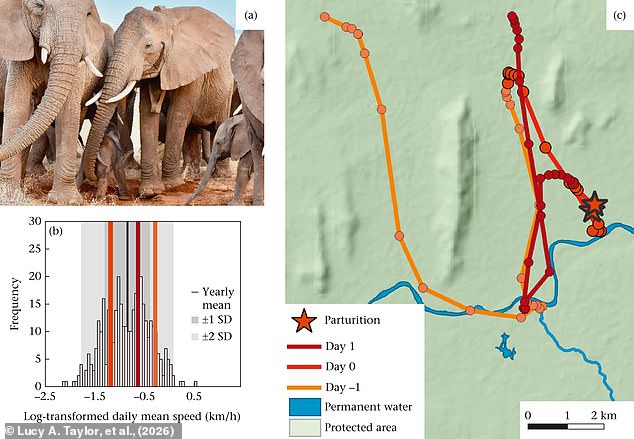 Lost Kenyan elephant calf reunited with family after wandering into tourist camp