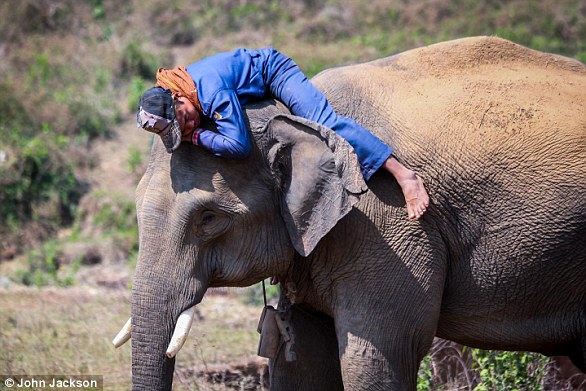 Lost Kenyan elephant calf reunited with family after wandering into tourist camp