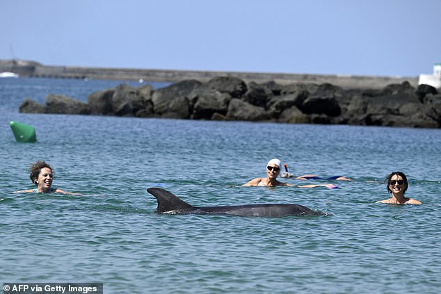 Isolated dolphin seeks human company but experts warn crowds create danger.