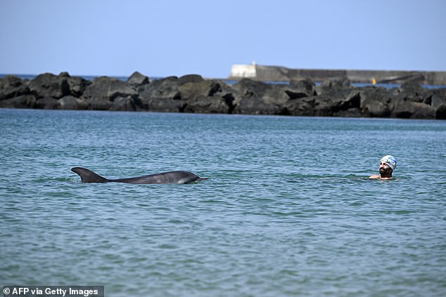 Isolated dolphin seeks human company but experts warn crowds create danger.