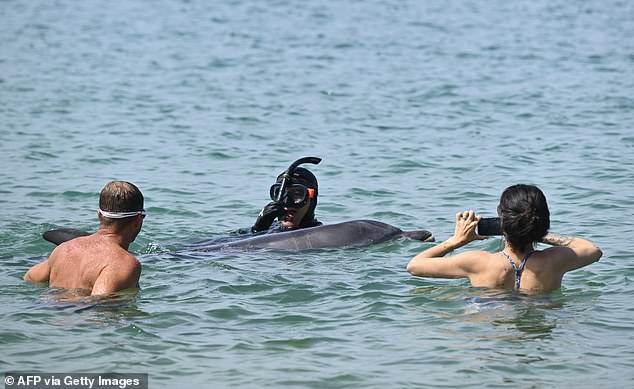Isolated dolphin seeks human company but experts warn crowds create danger.