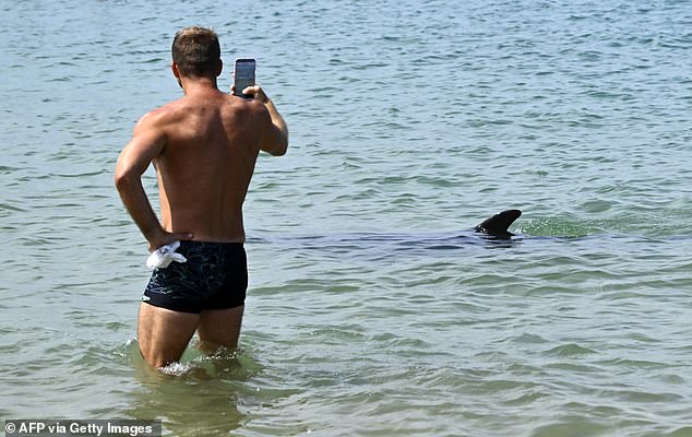 Isolated dolphin seeks human company but experts warn crowds create danger.