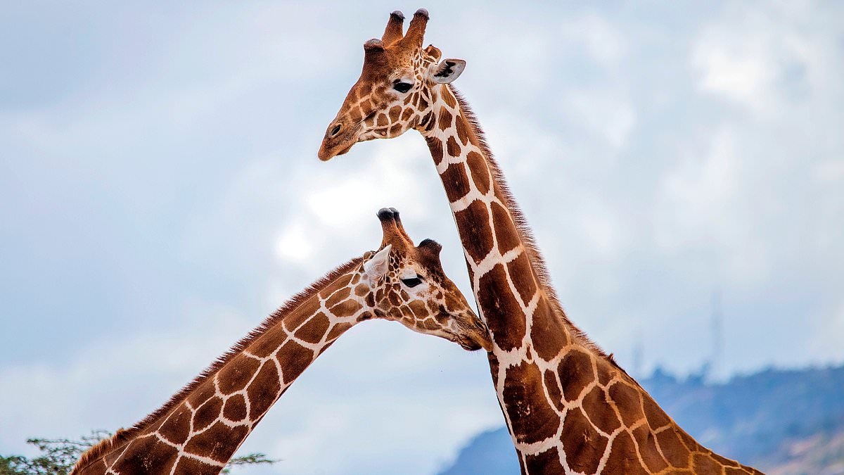 Giraffes Prove Math Geniuses by Estimating Food Quantities