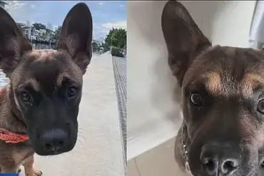 Miami Police Officer Shoots and Kills Dog That Bit Another Officer
