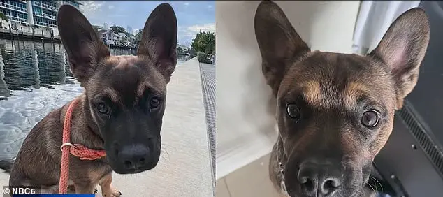 Miami Police Officer Shoots and Kills Dog That Bit Another Officer