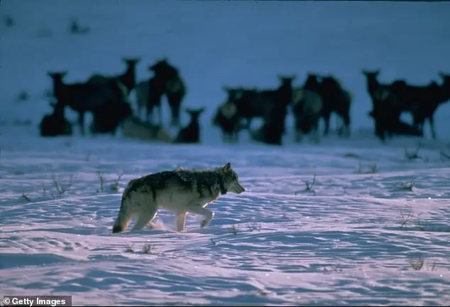 Wyoming Man's Wolf-Hunting Outrage