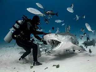 Bahamas Shark Attacks: A Complex Web of Factors