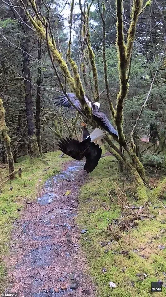 Bald Eagles Entangled in Dangerous Embrace in Alaska