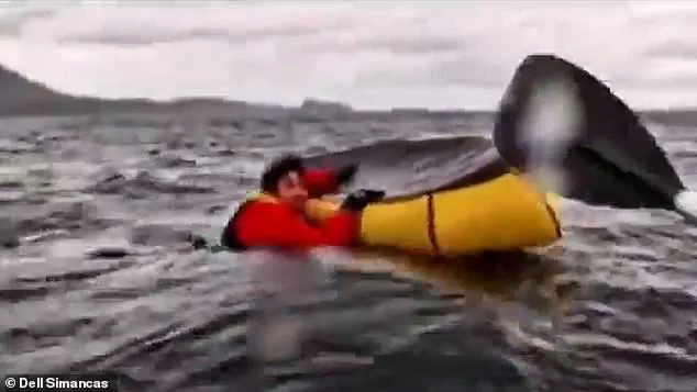 Chilling Video Shows kayaker Being Pulled Into a Humpback Whale's Mouth Before Being Spat Out Unharmed