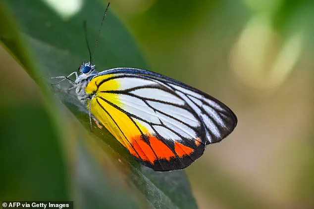 Dead Butterfly Injection Challenge Takes Tragic Turn in Brazil