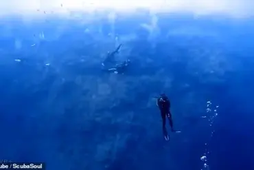 Frightening Shark Attack Caught on Camera: Man's Struggle for Survival