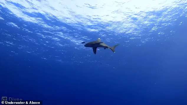 Frightening Shark Attack Caught on Camera: Man's Struggle for Survival