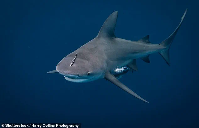 Frightening Shark Attack Caught on Camera: Man's Struggle for Survival