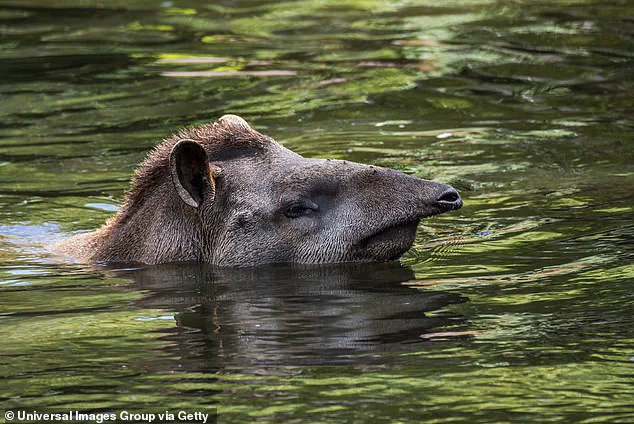 Hidden Cameras Capture Rare Sighting of South American Tapirs