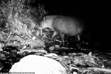 Hidden Cameras Capture Rare Sighting of South American Tapirs