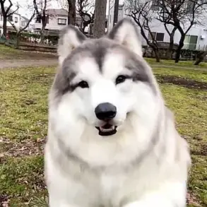 Man transforms himself into a border collie for £12,000