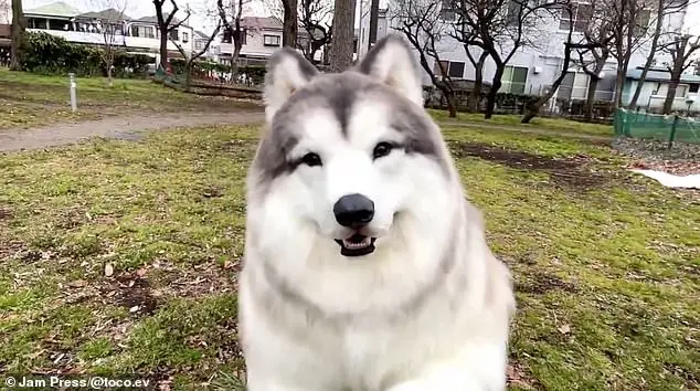 Man transforms himself into a border collie for £12,000