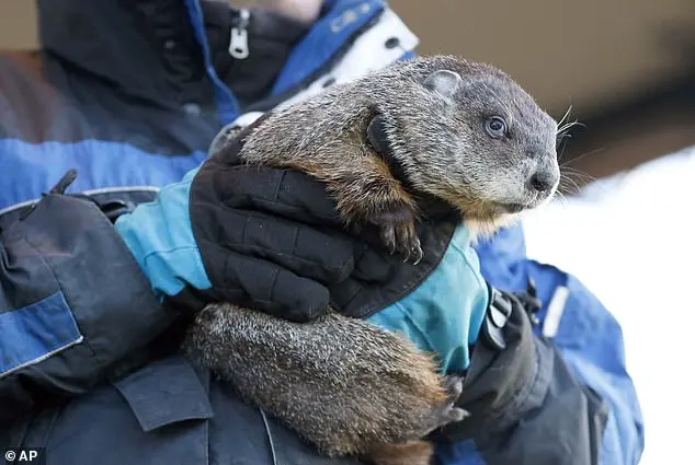 Punxsutawney Phil and the Competition: Weather Forecasting's Furry Contenders