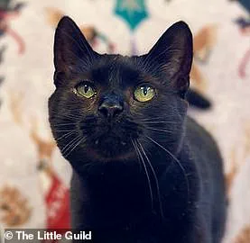 The Surprising Reason Why This Cat Was Surrendered to an Animal Shelter