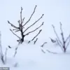 Trump's freeze on farm grants leaves blueberry farmers uncertain