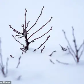 Trump's freeze on farm grants leaves blueberry farmers uncertain