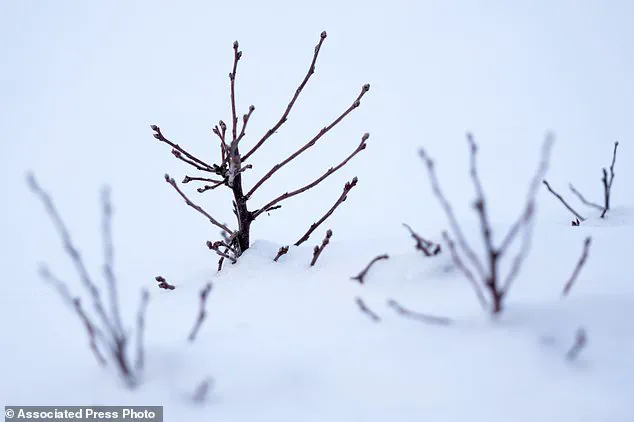 Trump's freeze on farm grants leaves blueberry farmers uncertain