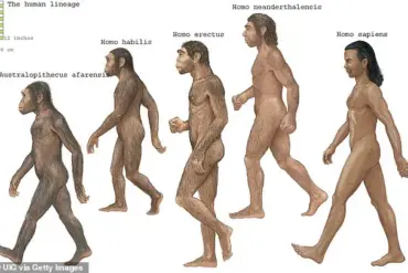 Discovery Reveals Two Ancestral Populations in Early Human Evolution