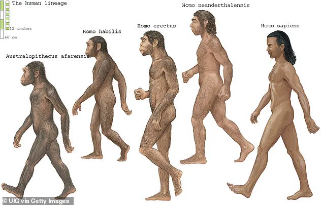 Discovery Reveals Two Ancestral Populations in Early Human Evolution