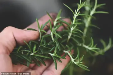 Sage-Derived Compound Shows Promise in Reversing Alzheimer's Symptoms