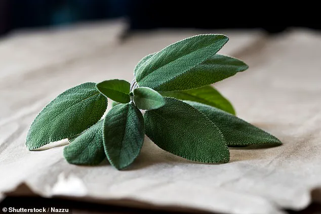 Sage-Derived Compound Shows Promise in Reversing Alzheimer's Symptoms